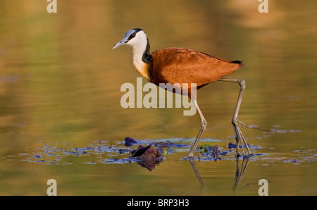 African jacana camminando su un giglio che mostra le sue lunghe dita Foto Stock