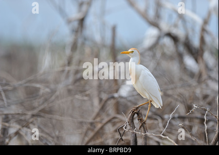 Airone guardabuoi (Bubulcus ibis - Ardea ibis - Egretta ibis) adulto in allevamento piumaggio appollaiato su un albero morto Foto Stock