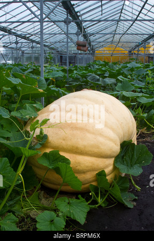 Concorrenza gigante di zucca e vigne in serra a Tarleton, vicino a Southport, Lancashire, Regno Unito Foto Stock