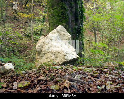 Rolling stones sulla struttura ad albero Foto Stock