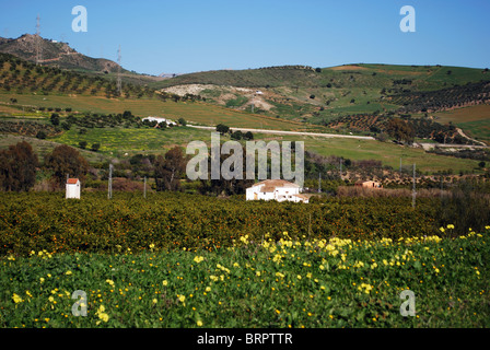 Casa di campagna con alberi di arancio in primo piano, vicino a Alora, provincia di Malaga, Andalusia, Spagna, Europa occidentale. Foto Stock