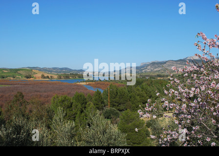 Serbatoio con mandorla fiore in primo piano, Embalse del Guadalteba, vicino a Ardales, provincia di Malaga, Andalusia. Foto Stock