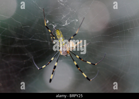 Femmina Nephila clavata a Kyoto, Giappone (Jorō Spider) Foto Stock