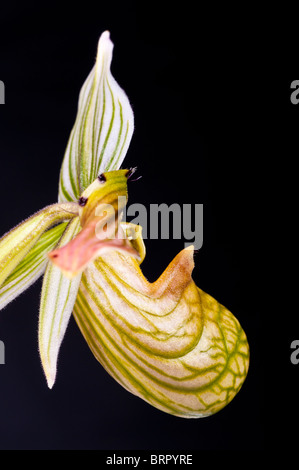 Paphiopedilum venustum, specie di orchidee, estinto nel selvaggio, nativo di India, Bangladesh, Himalaya, Bhutan e Nepal, Yunnan, Cina Foto Stock