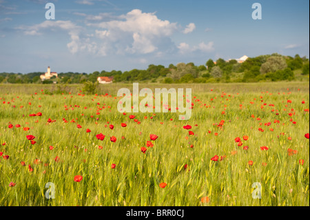 Papaveri rossi sul verde campo di grano sotto il cielo blu in una giornata di vento. Foto Stock