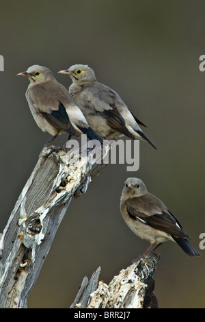 In Moremi NP, Botswana Foto Stock