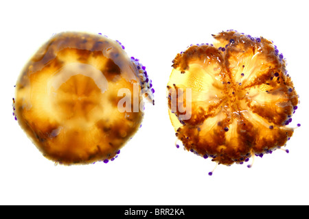 Mediterraneo meduse Cotylorhiza tuberculata Cassiopea isolato su bianco su e giù viste Foto Stock