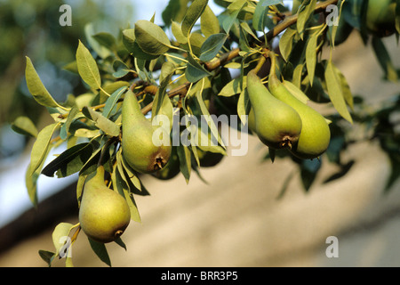 Le pere che crescono su di un albero di pera Foto Stock