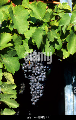 Close up di un grappolo di uva nera Foto Stock