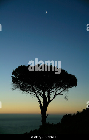 Stagliano albero con tramonto sull'Oceano Atlantico, Foto Stock