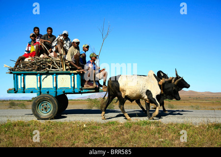 Un bue disegnato carrello impilati con legna da ardere e con diversi locali uomini seduti su di esso Foto Stock