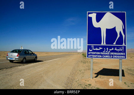 Un cartello stradale in inglese e arabo di avvertimento di cammelli incrocio vicino a Tozeur nella regione desertica nel sud della Tunisia Foto Stock