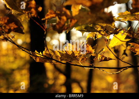 Primo piano di foglie di autunno su un ramo Foto Stock