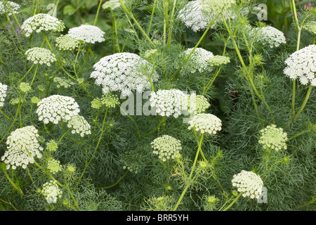 Fiore di pizzo o i Vescovi erbaccia, Ammi majus Foto Stock