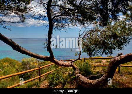 Bella vista (attraverso i pini), del mare Mediterraneo. Foto Stock