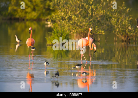 Fenicottero rosa Phoenicopterus ruber rovistando in laguna poco profonda a Cayo Guillermo, Repubblica di Cuba in aprile. Foto Stock