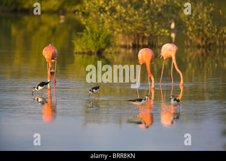 Fenicottero rosa Phoenicopterus ruber rovistando in laguna poco profonda a Cayo Guillermo, Repubblica di Cuba in aprile. Foto Stock