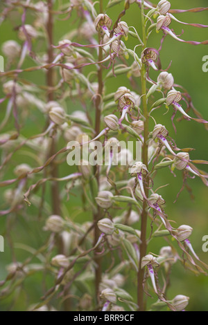 Lizard Orchid Himantoglossum hircinum lungo la banchina orlo Coalpit Heath, Bristol in giugno. Foto Stock