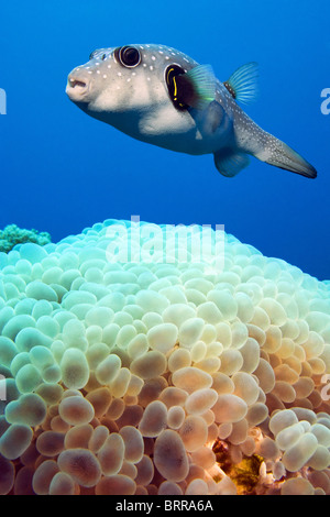 Whitespotted pufferfish e bolla coral Foto Stock