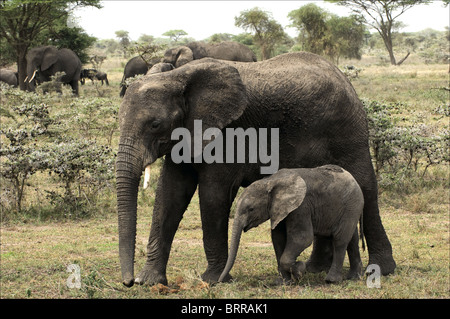 L'elefante di vitello con mamma - un elefante mucca. Foto Stock