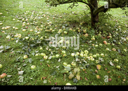 Manna mele sull'erba sotto agli alberi Foto Stock