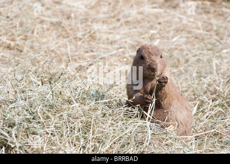 Chiudere fino al nero Tailed Prairie Marmotta Cynomys ludovicianus Eaing erbe, lo Zoo Twycross, Inghilterra Foto Stock