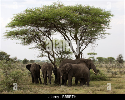 Gli elefanti sotto un albero. Foto Stock