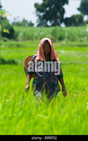Agricoltore in Thailandia a piedi attraverso i le risaie in Nakhon Ratchasima provincia Foto Stock