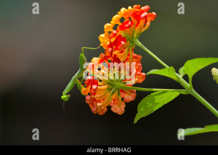 Mantide religiosa su Lantana camara. Questi insetti predatori vengono talvolta chiamati depredavano mantises. Foto Stock