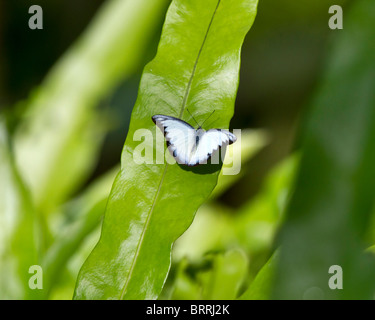 Albatro striato butterfly, libythea Appias olferna, maschio Foto Stock