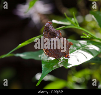 La procedura guidata butterfly, Rhinopalpa polynice eudoxia Foto Stock