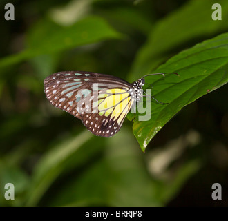 Vetroso di colore giallo tiger butterfly, Parantica aspasia aspasia Foto Stock