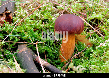 Marone - Bay Bolete 01 Foto Stock