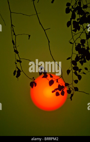 Un grande rosso-arancione sun si blocca in una atmosfera spessa appena prima del tramonto. Foto Stock