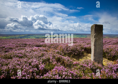 Pietra in piedi vicino a Danby Faro sulla Lealholm alta Moor, North York Moors National Park Foto Stock