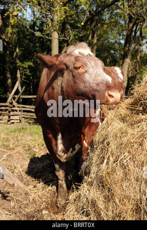 Mucca marrone mangia fieno in impostazione di fattoria Foto Stock