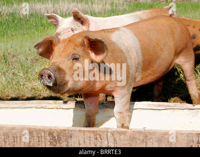 Un paio di maiali di mangiare in un trogolo insieme Foto Stock