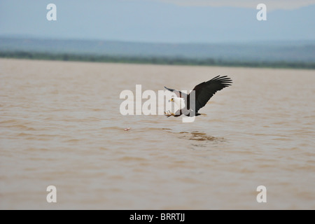 Fish-Eagle africana - African Sea-Eagle (Haliaeetus vocifer) immersione su un pesce con artigli aperto Foto Stock