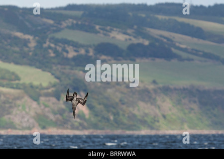 I capretti northern gannet tuffo diving. Foto Stock