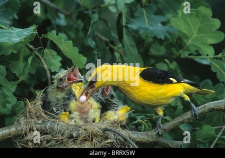 Rigogolo (Oriolus oriolus), maschio tenendo palla di pollina da pulcino, Hortobagy Puszta, Ungheria Foto Stock