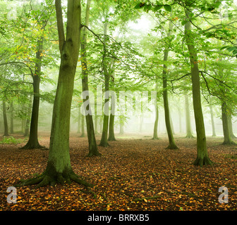 Nebbia autunnale a Thorndon Park in Essex. Foto di Gordon Scammell Foto Stock