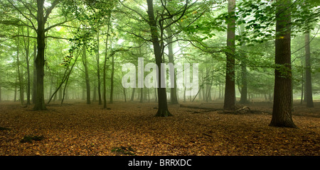 Una vista panoramica del Parco Thorndon in Essex. Foto di Gordon Scammell Foto Stock