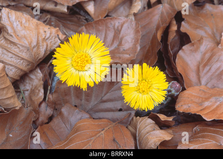 (Coltsfoot Tussilago farfara) crescente dalla caduta foglie, Tirolo del nord, Austria, Europa Foto Stock