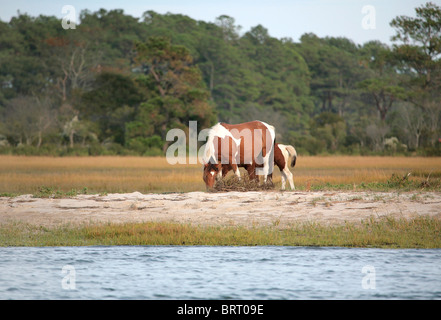 Due pony selvatici dalla mandria di Virginia a Assateague Parco Nazionale di pascolo vicino al bordo dell'acqua Foto Stock