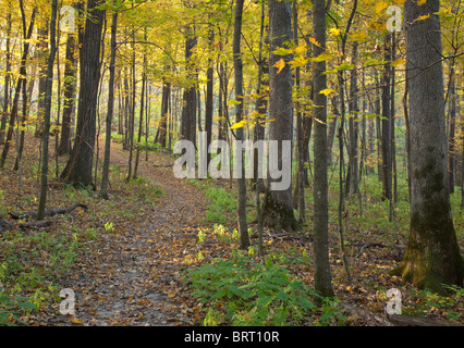 Sentiero di cenere, Paint Creek unità, il Fiume Giallo e la foresta di stato, Allamakee County, Iowa Foto Stock