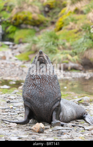 Antartico le foche, Arctocephalus gazella sulla Fortuna Bay beach, Isola Georgia del Sud. Foto Stock