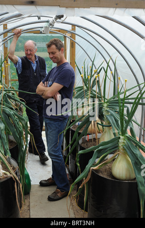 Cipolle gigante, come crescere,semina e coltura in serra e polytunnels. Foto Stock