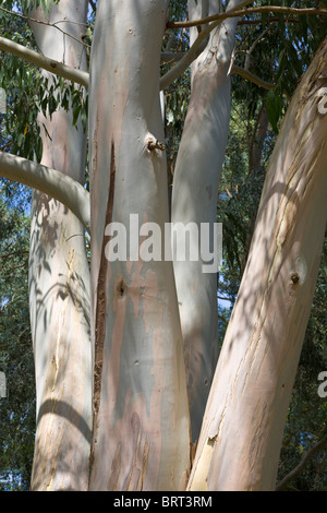Corteccia di un albero di eucalipto Foto Stock