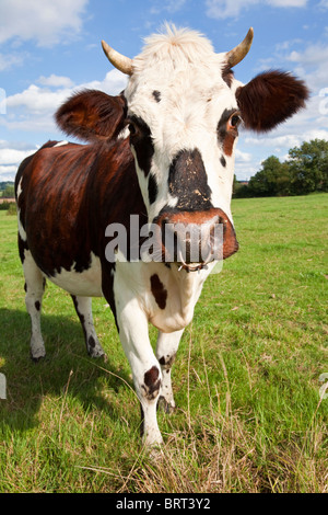 In prossimità di una mucca in un campo in Normandia, Francia, Europa Foto Stock