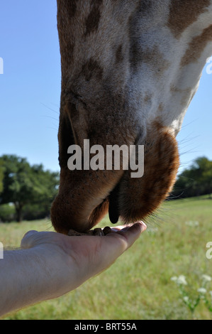 La giraffa mangiare trattare da persona della mano sul Texas safari Foto Stock